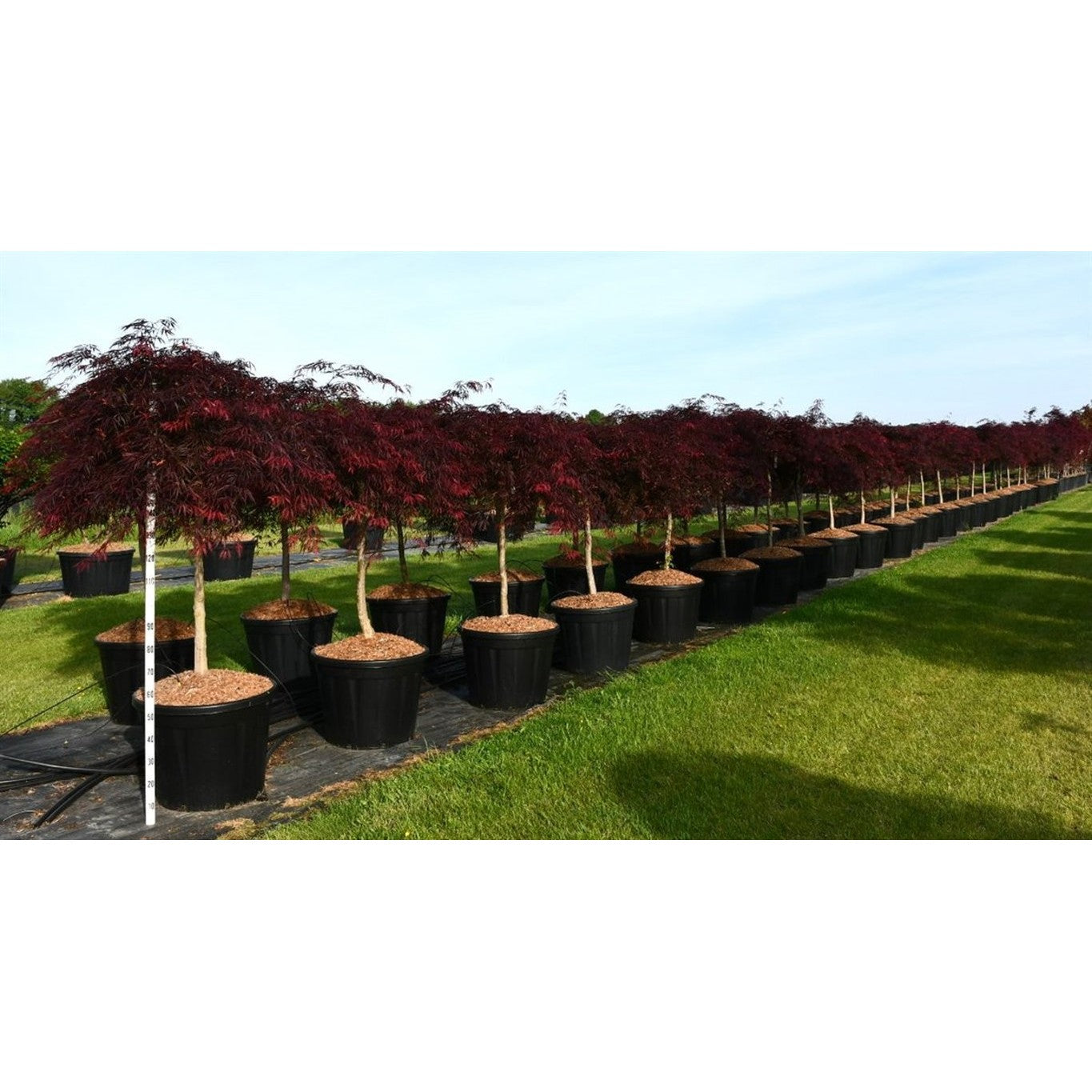 Japansk lönn – Acer palmatum 'Inaba-shidare' - C130 90-100 cm. Stam